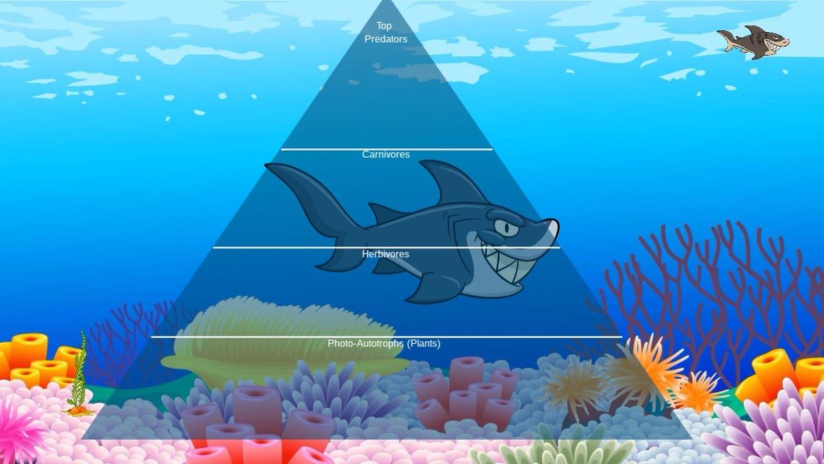 Ocean Ecological Pyramid