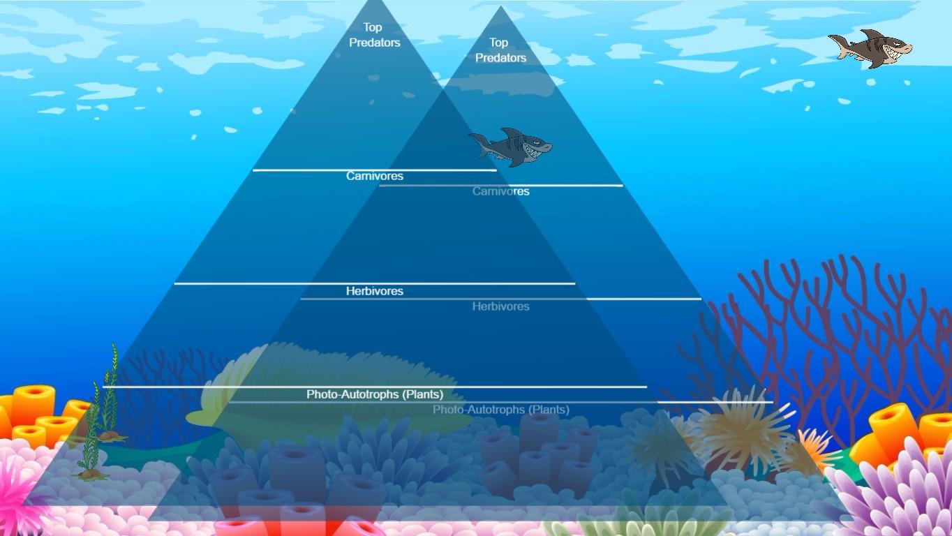 Ocean Ecological Pyramid