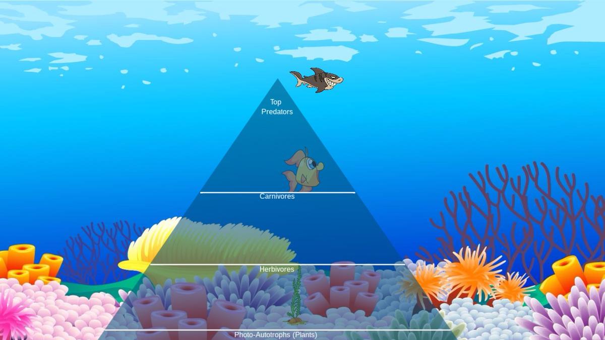 Ocean Ecological Pyramid