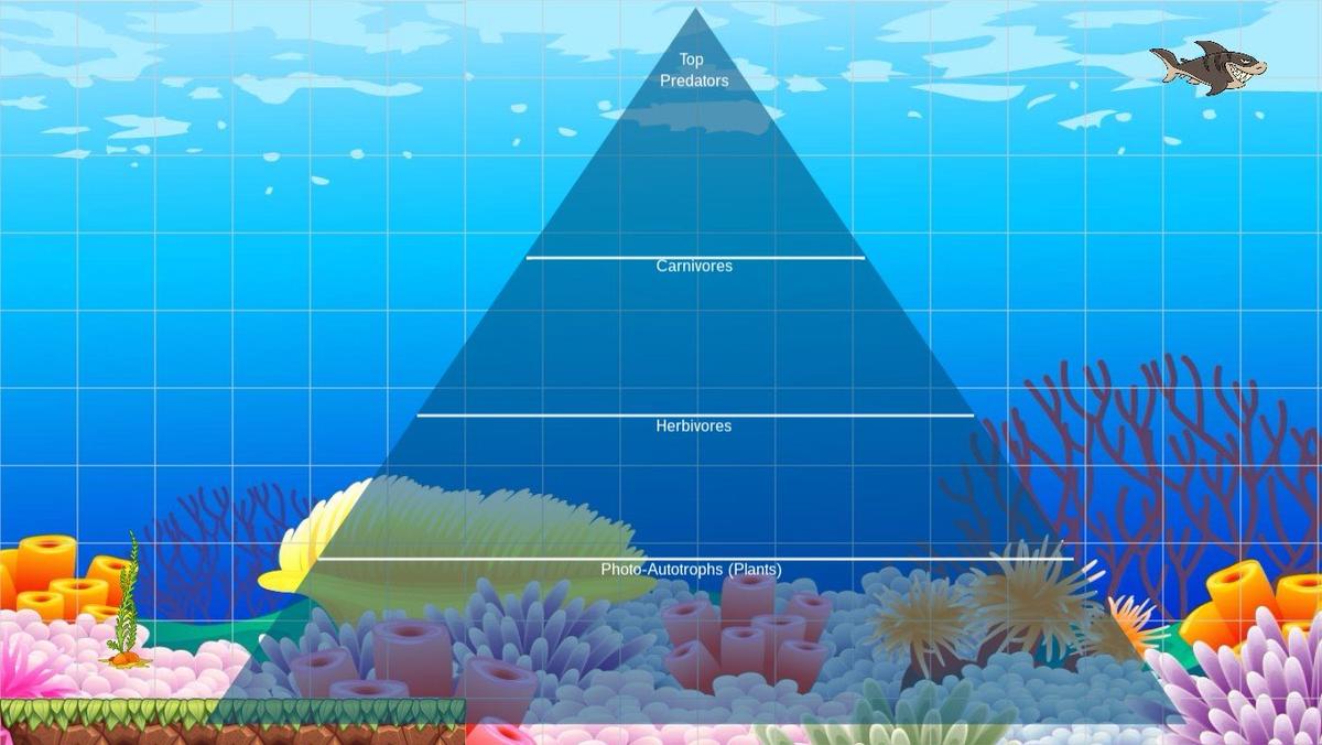 Ocean Ecological Pyramid