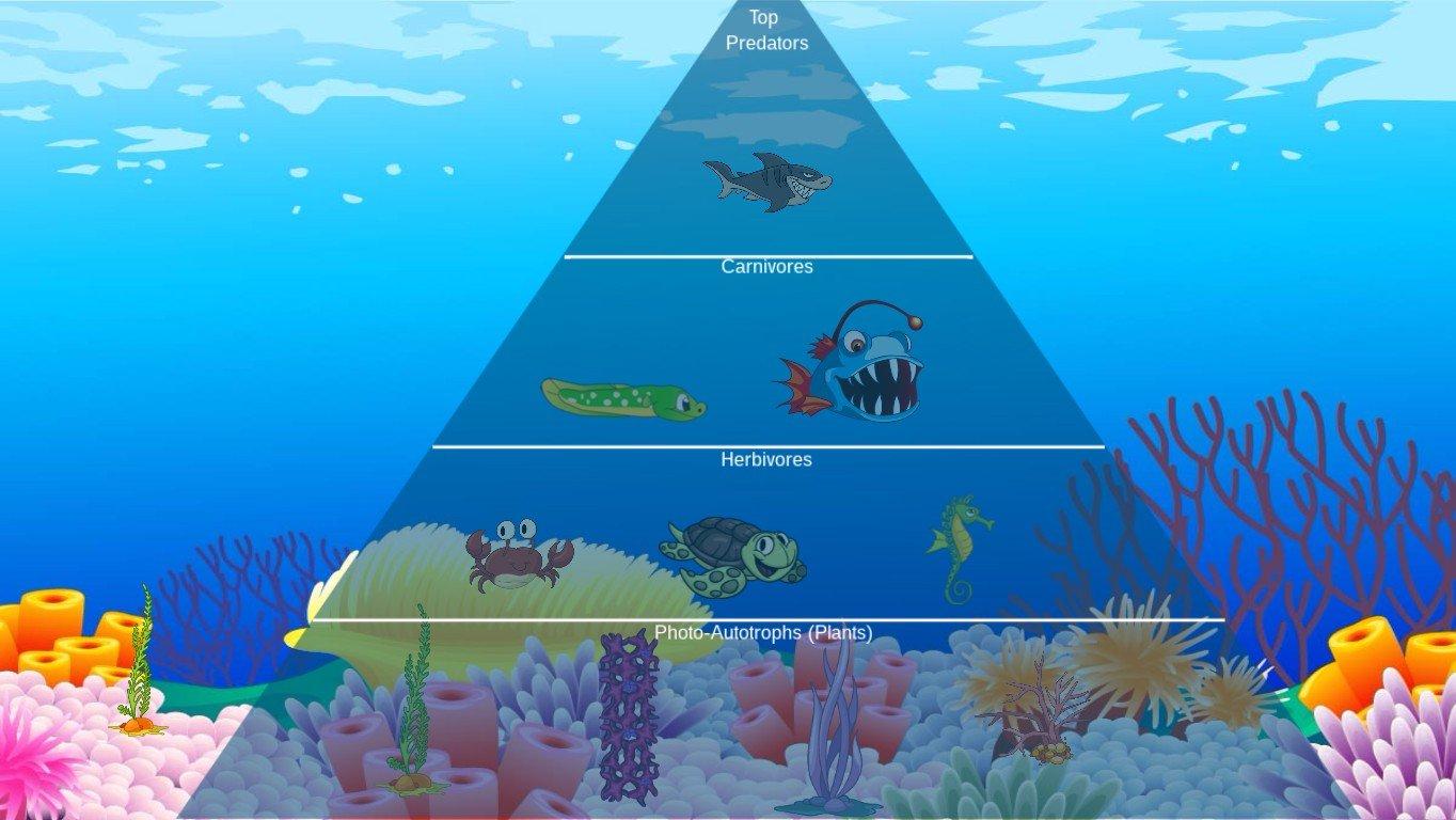 Ocean Ecological Pyramid