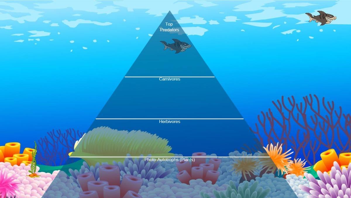 Ocean Ecological Pyramid