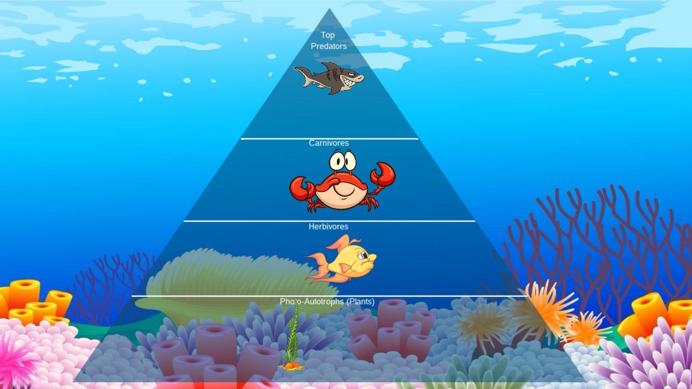 Ocean Ecological Pyramid