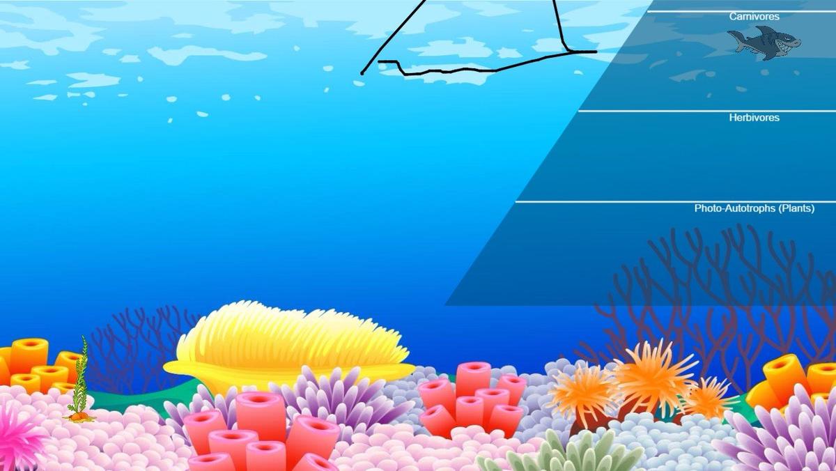 Ocean Ecological Pyramid