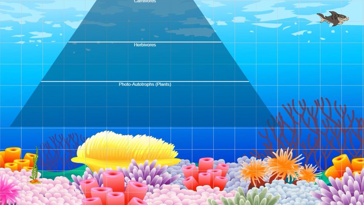 Ocean Ecological Pyramid