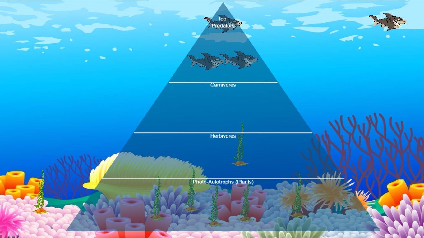 Ocean Ecological Pyramid