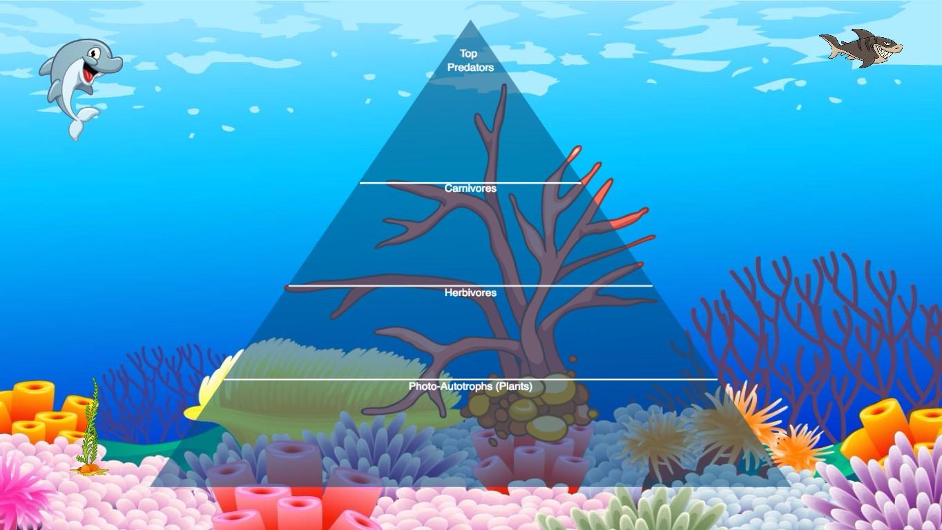 Ocean Ecological Pyramid