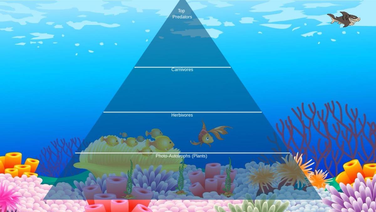 Ocean Ecological Pyramid