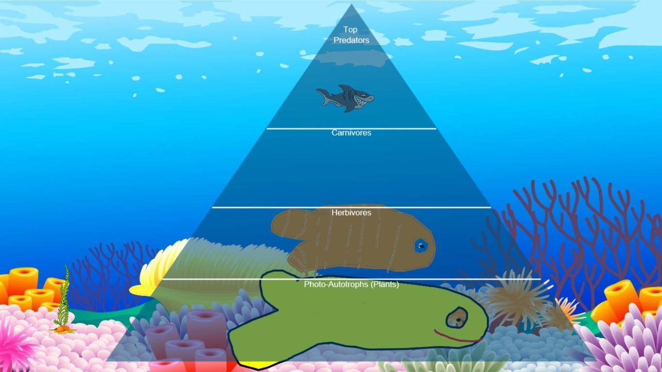 Ocean Ecological Pyramid