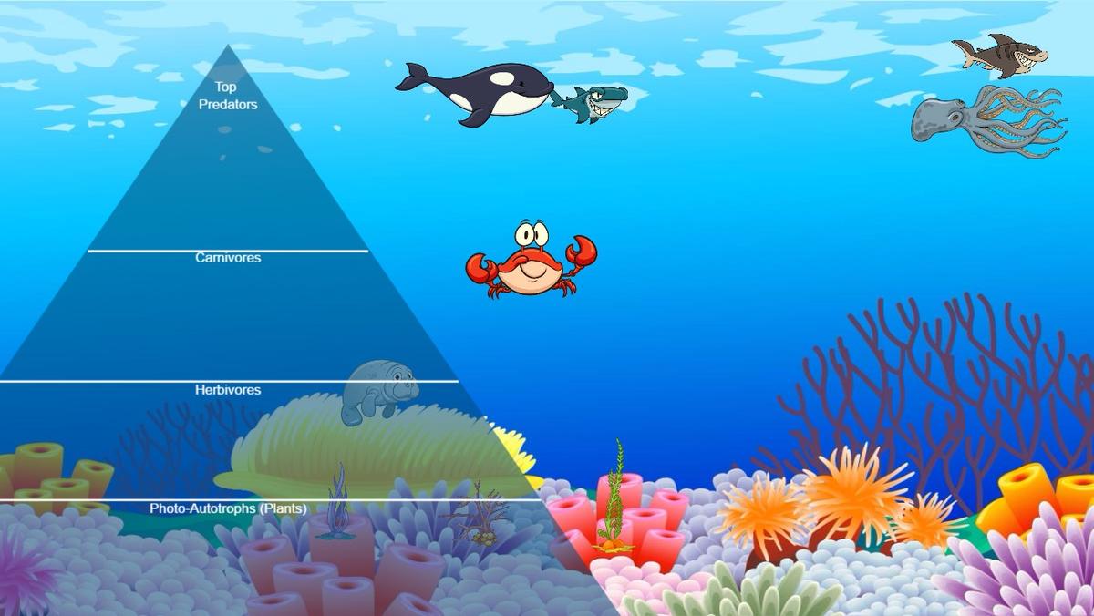 Ocean Ecological Pyramid