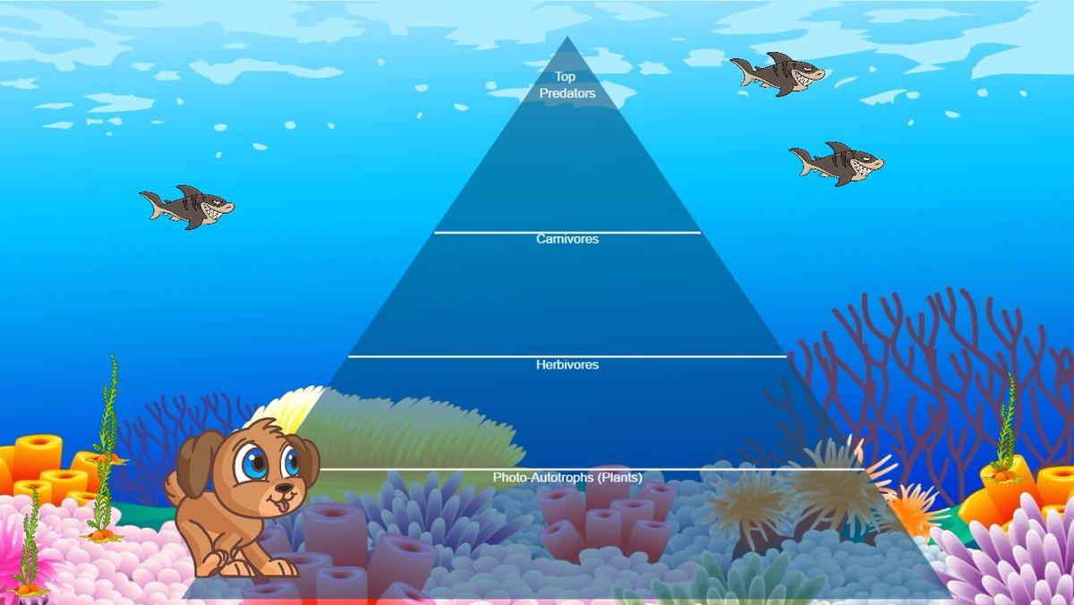 Ocean Ecological Pyramid