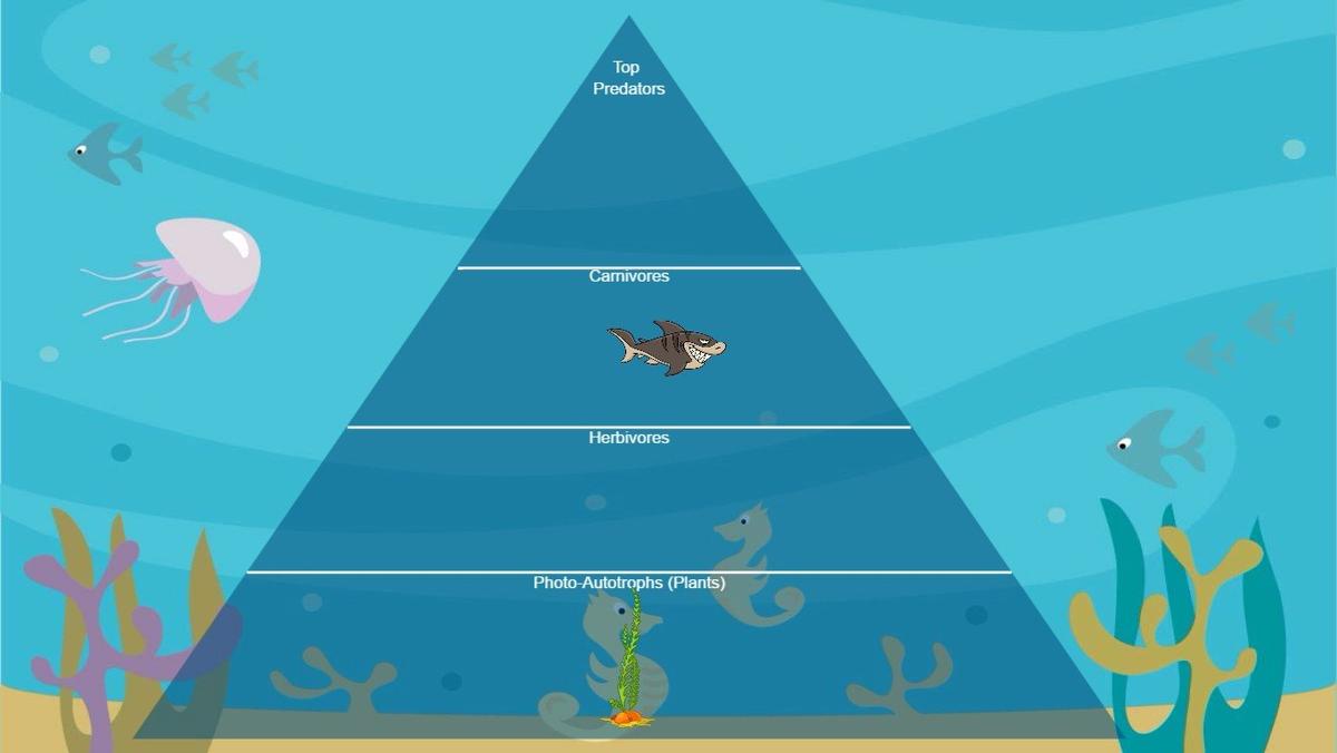 Ocean Ecological Pyramid