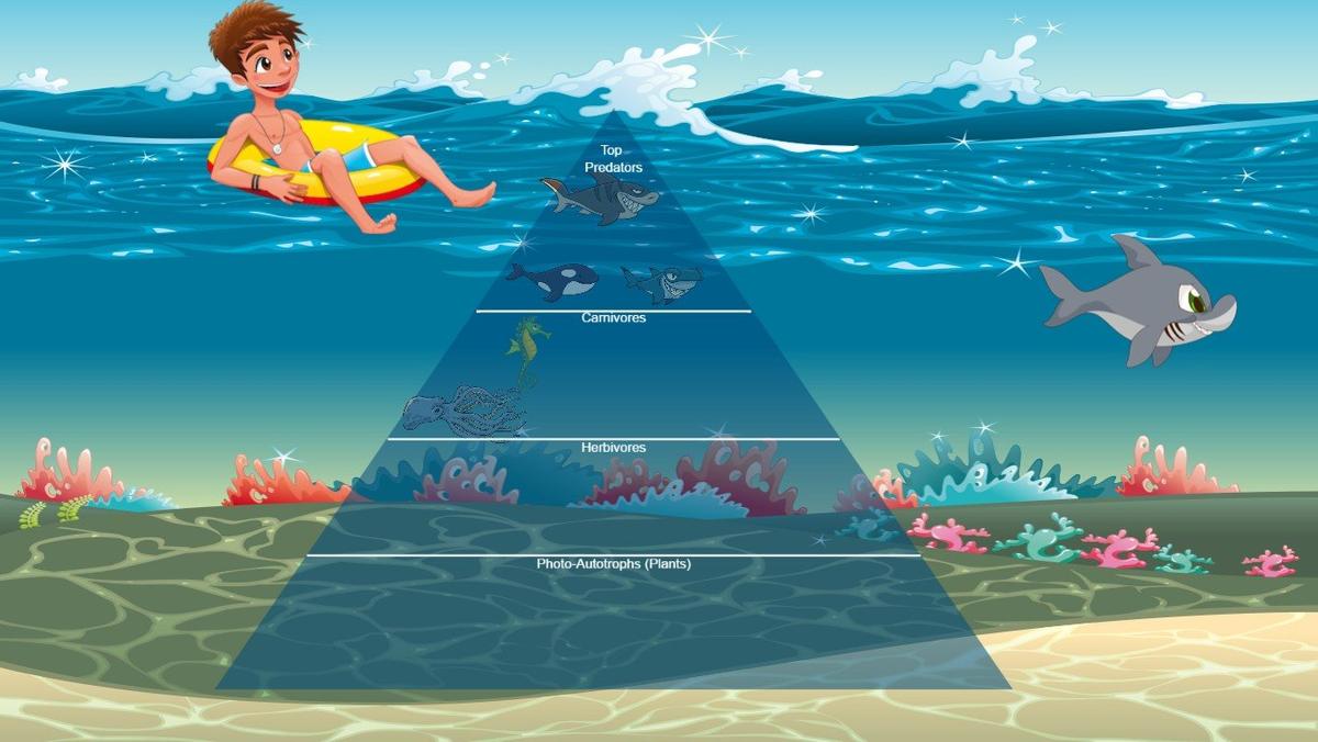 Ocean Ecological Pyramid