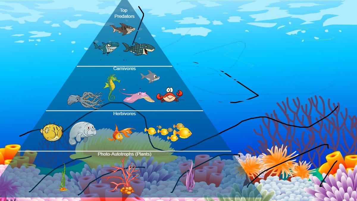 Ocean Ecological Pyramid