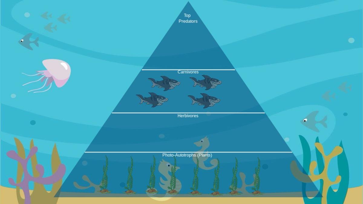 Ocean Ecological Pyramid