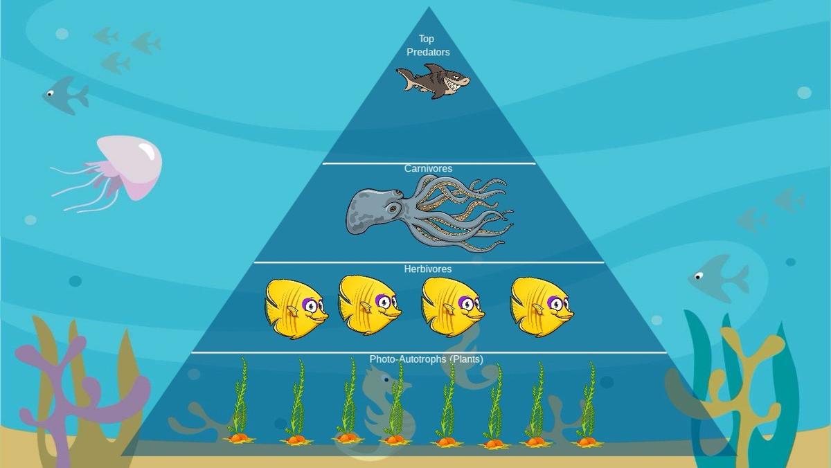 Ocean Ecological Pyramid