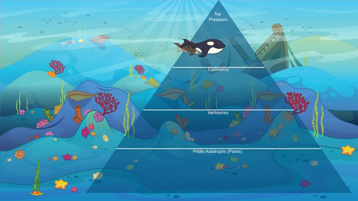 Ocean Ecological Pyramid