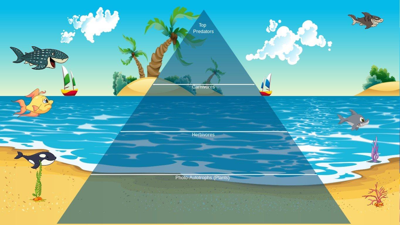 Ocean Ecological Pyramid