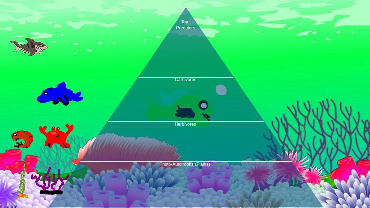 Ocean Ecological Pyramid