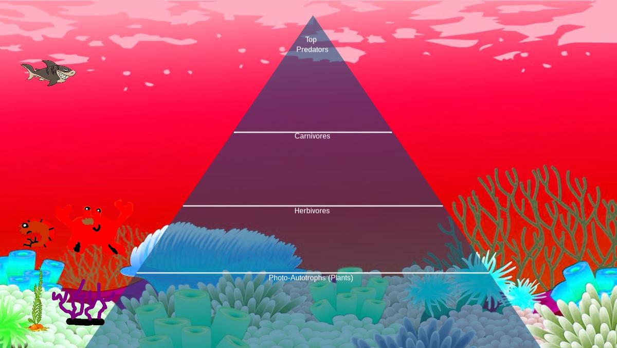 Ocean Ecological Pyramid