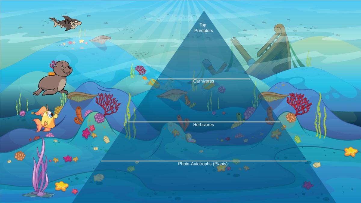 Ocean Ecological Pyramid