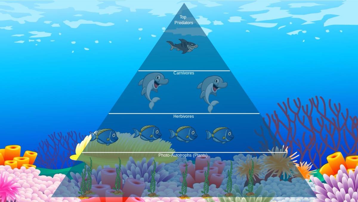 Ocean Ecological Pyramid