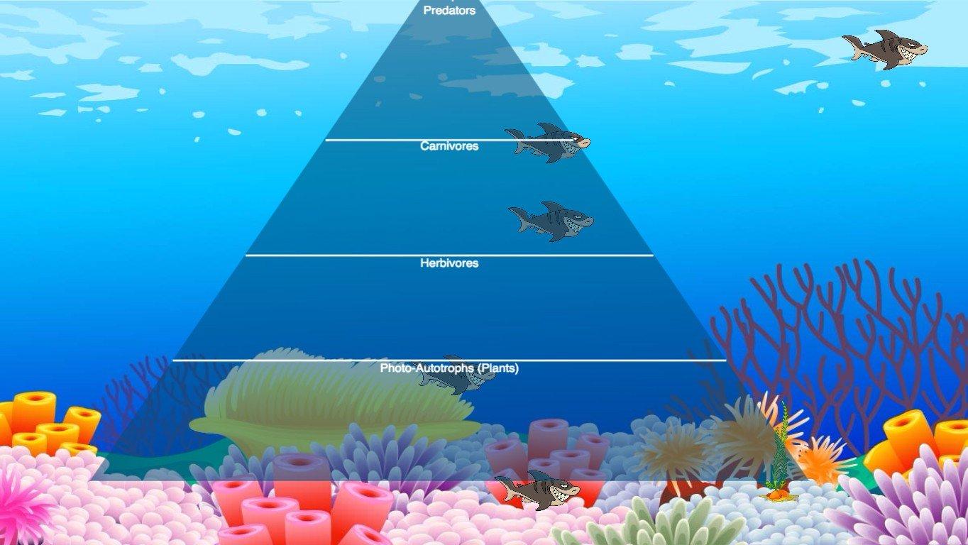 Ocean Ecological Pyramid