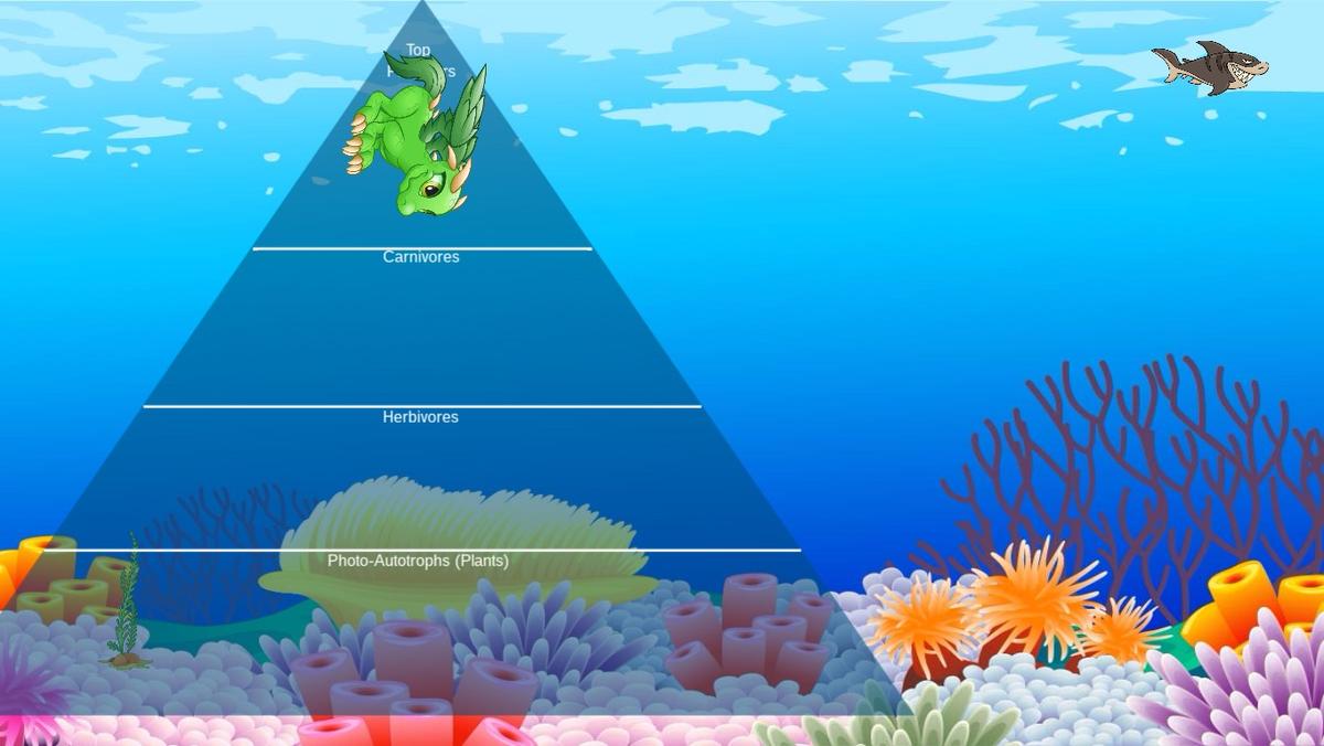 Ocean Ecological Pyramid