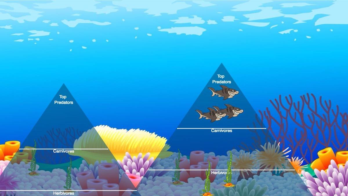 Ocean Ecological Pyramid