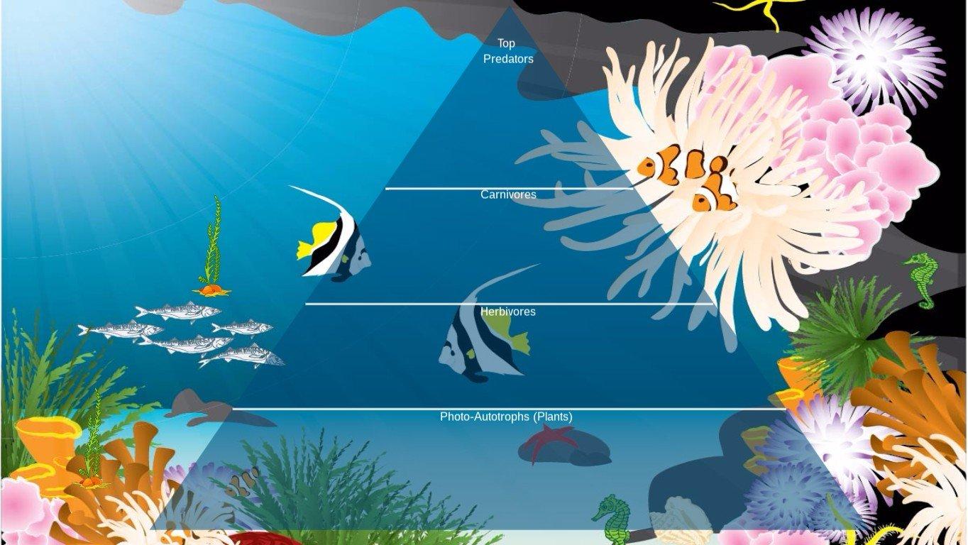 Ocean Ecological Pyramid