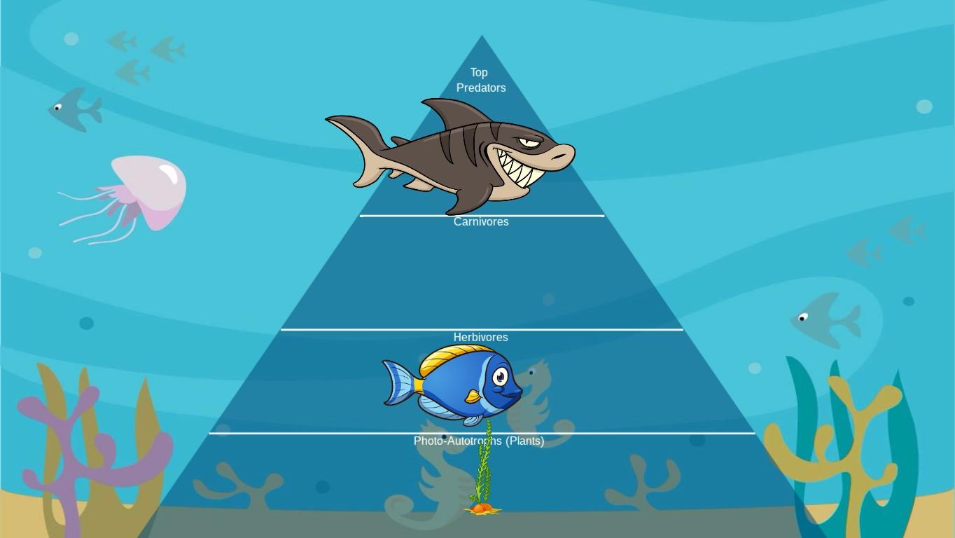 Ocean Ecological Pyramid