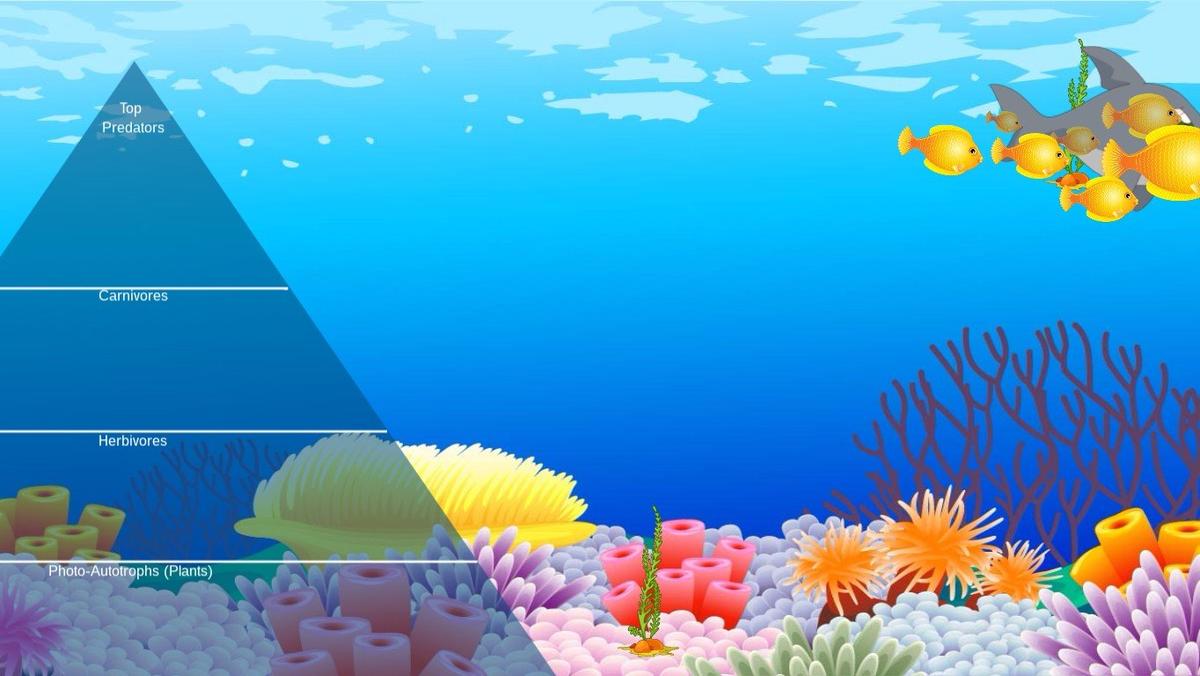 Ocean Ecological Pyramid