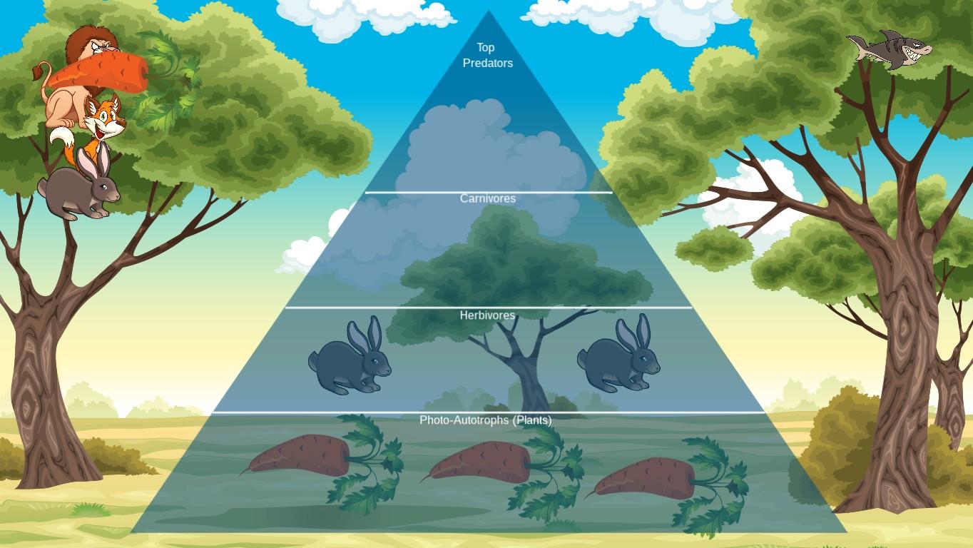 Ocean Ecological Pyramid