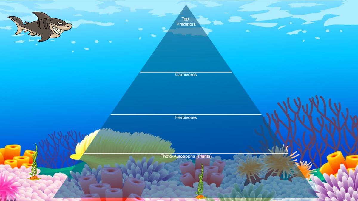 Ocean Ecological Pyramid