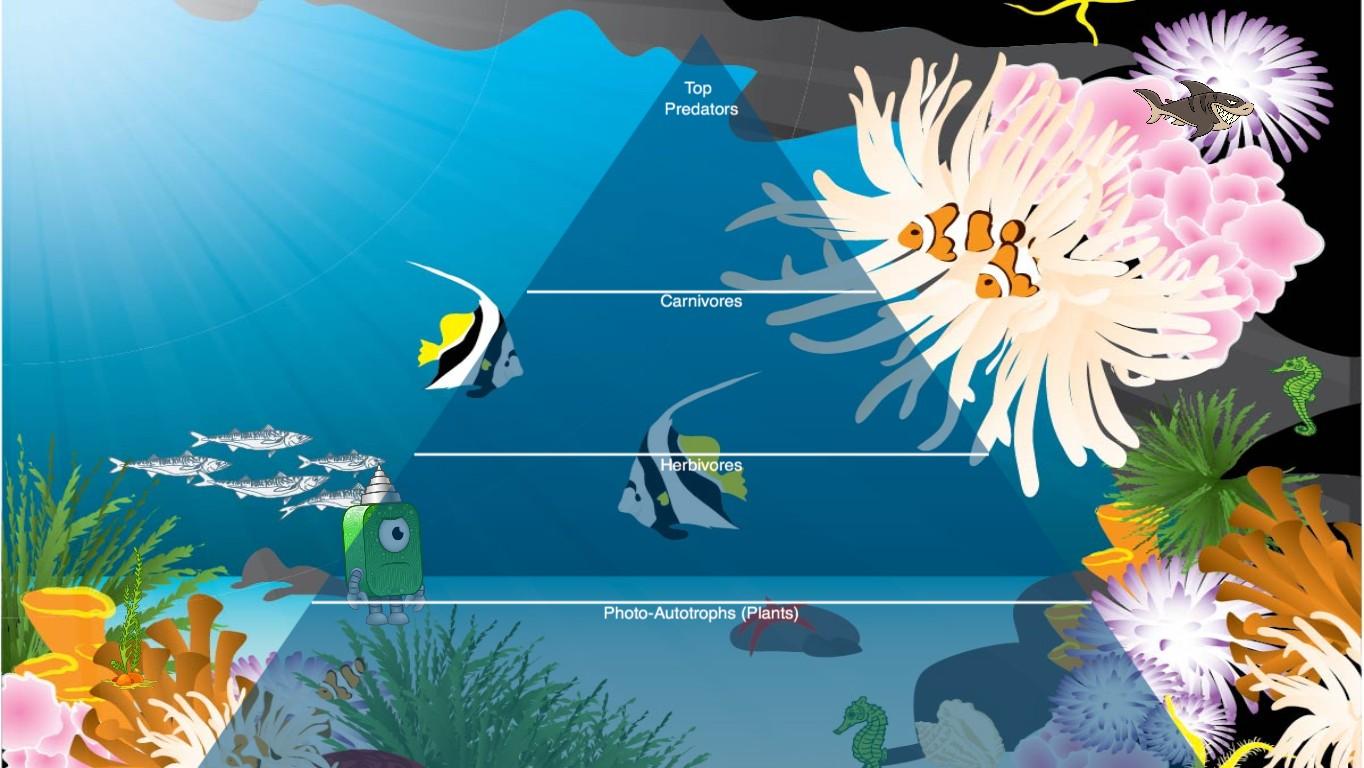 Ocean Ecological Pyramid