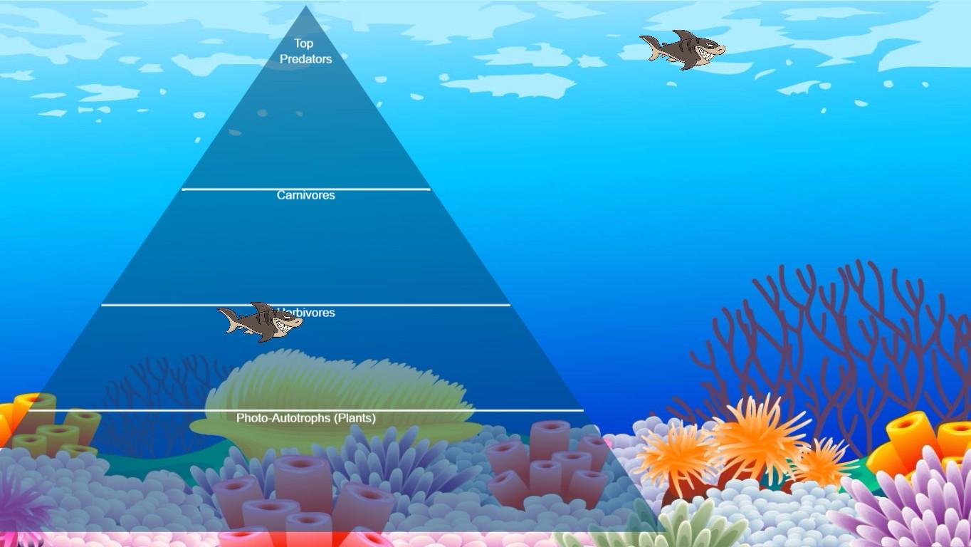 Ocean Ecological Pyramid