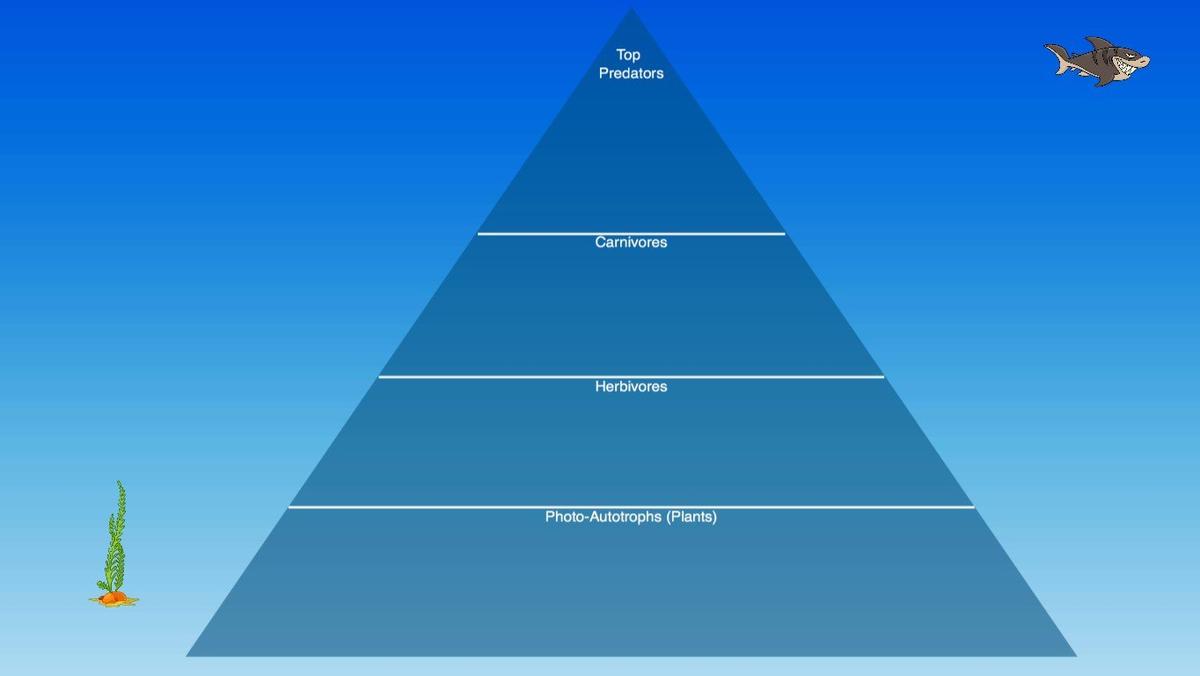 Ocean Ecological Pyramid