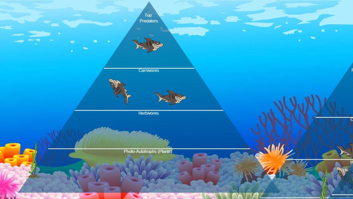 Ocean Ecological Pyramid