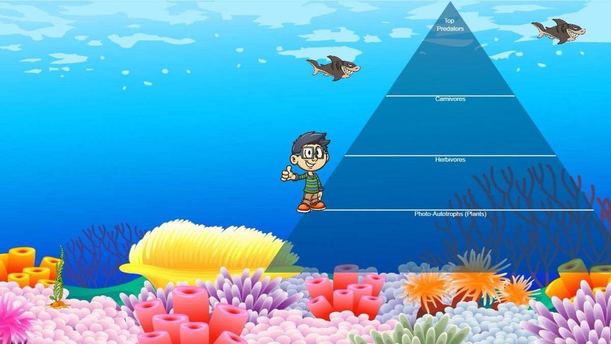 Ocean Ecological Pyramid