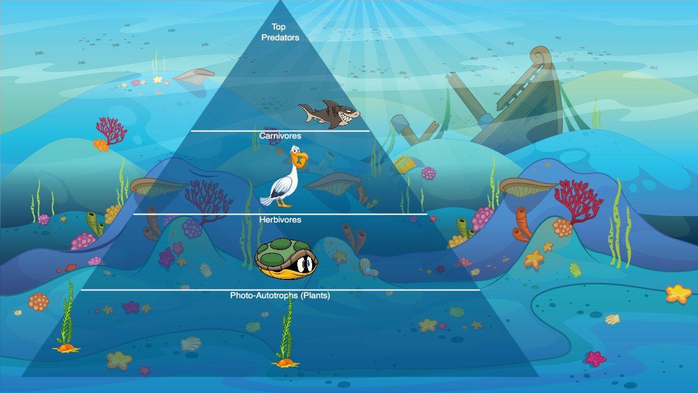 Ocean Ecological Pyramid