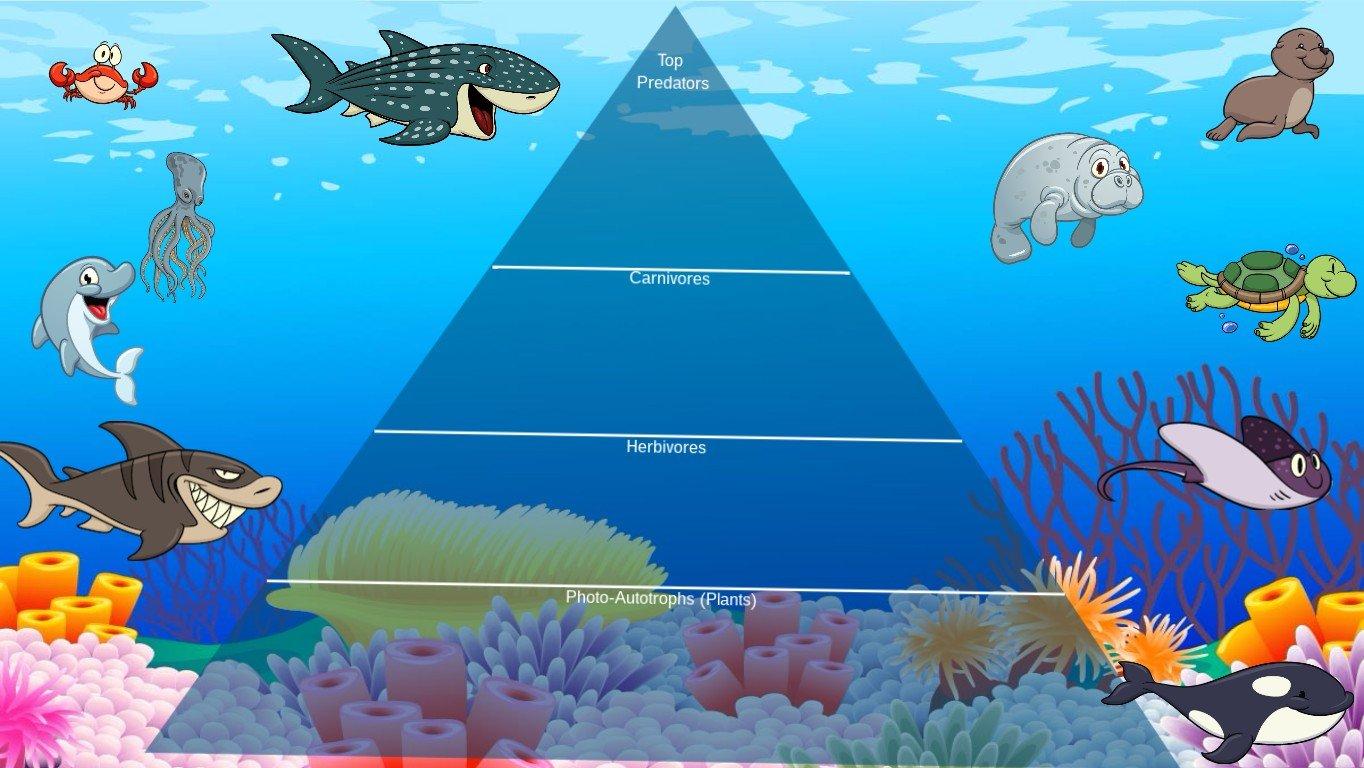 Ocean Ecological Pyramid