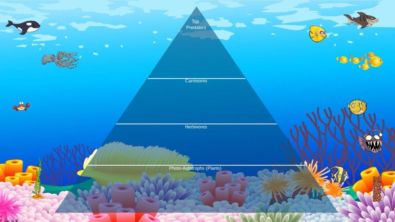 Ocean Ecological Pyramid