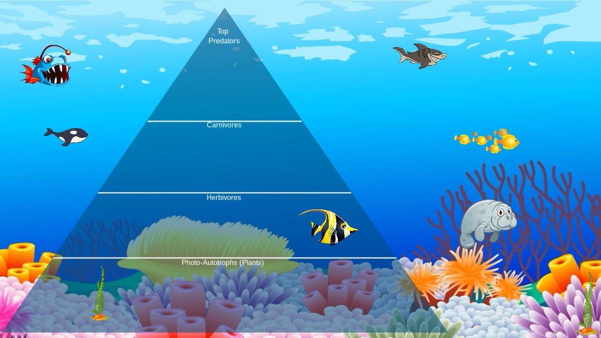 Ocean Ecological Pyramid