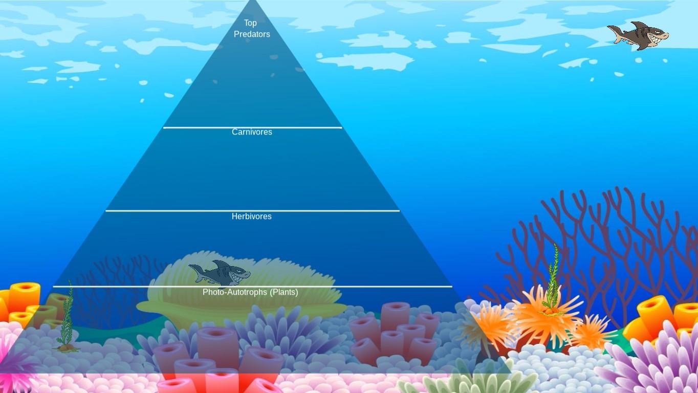 Ocean Ecological Pyramid