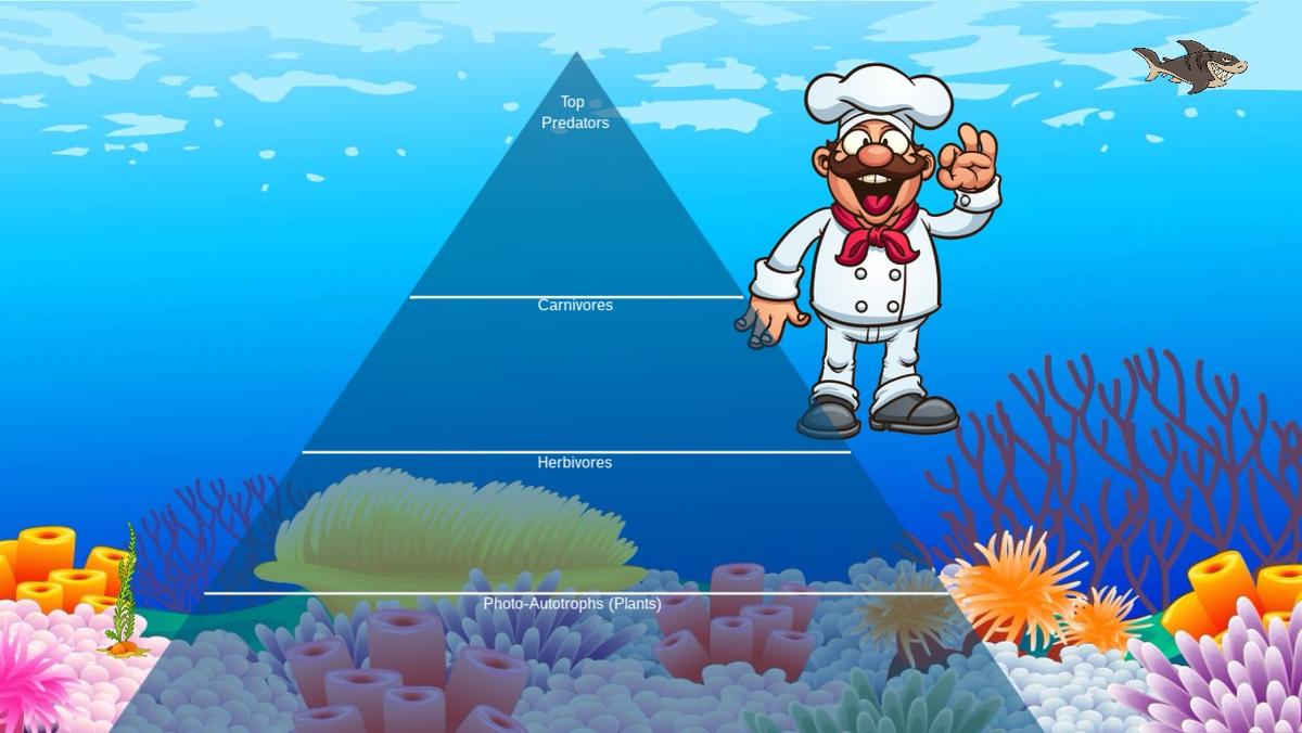 Ocean Ecological Pyramid