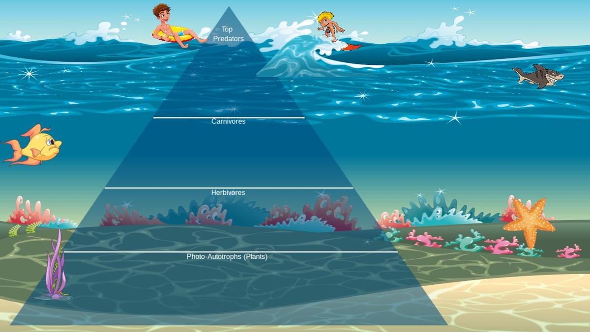 Ocean Ecological Pyramid