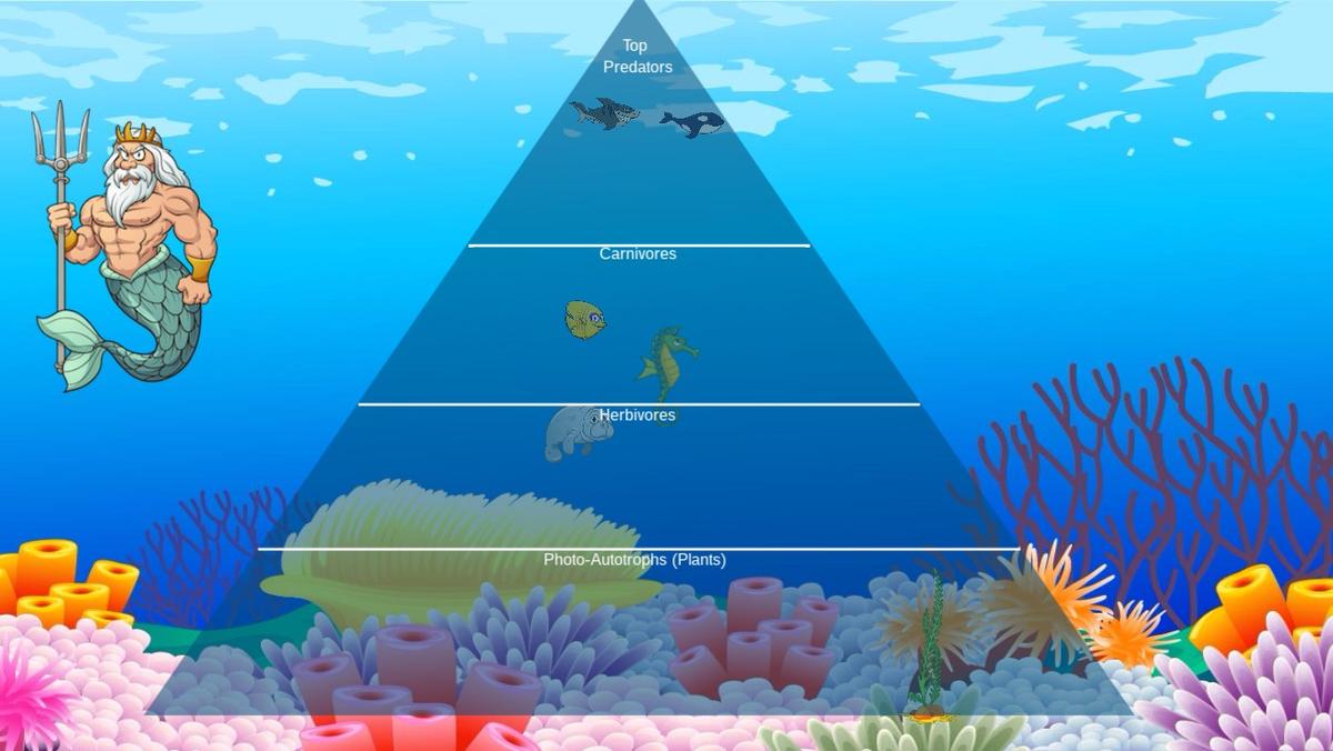 Ocean Ecological Pyramid