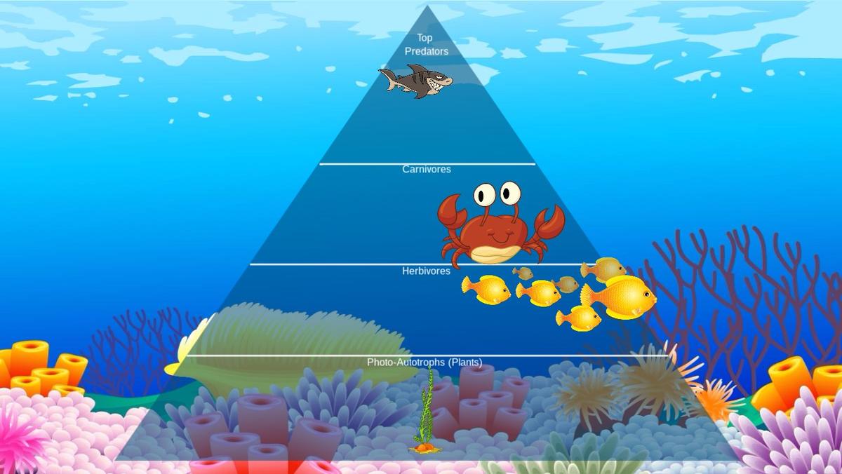 Ocean Ecological Pyramid