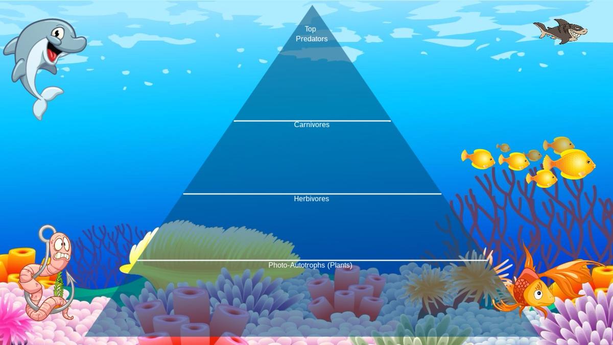 Ocean Ecological Pyramid