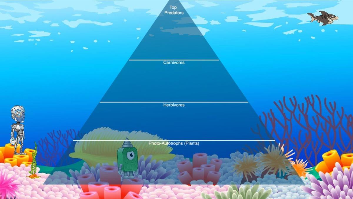 Ocean Ecological Pyramid